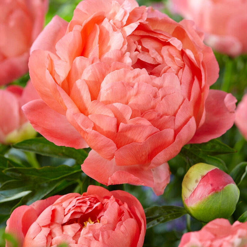 Pion-Paeonia Coral Sunset 1-pakning